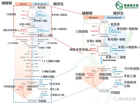 糖解途徑口訣|糖酵解要点及口诀